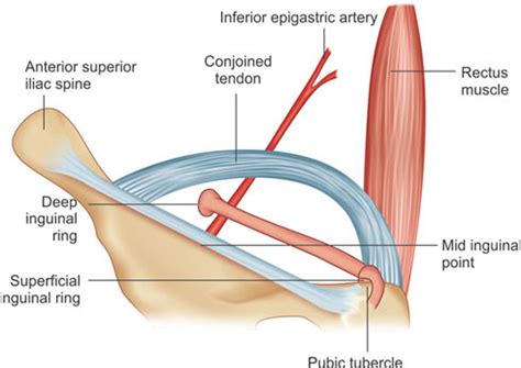 Pecten Pubis Conjoint Tendon