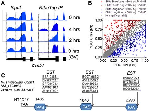 Maternal Mrnas With Distinct Utrs Define The Temporal Pattern Of