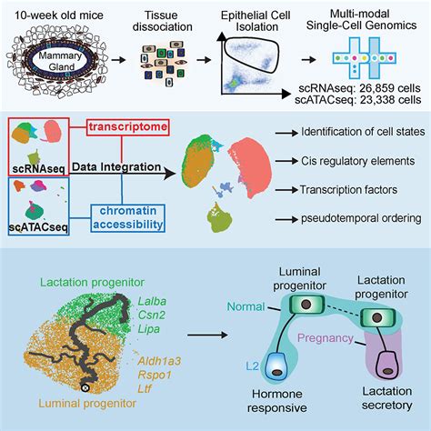 Integrated Single Cell Transcriptomics And Chromatin Accessibility