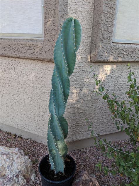 Spiral Cactus