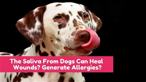 Does Dog Saliva Help Heal