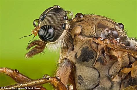 insect appreciation thread
