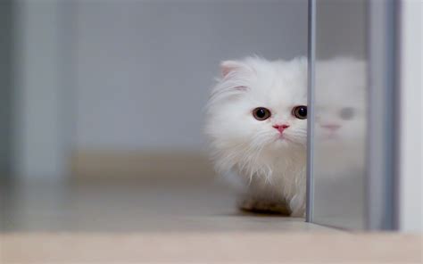 Adorable Persian Kitten HD Wallpaper