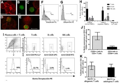 Detection of trogocytosis by confocal microscopy and flow cytometry ...