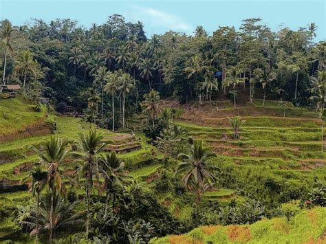 Najlepsze Atrakcje Ubud Taras Ry Owy Wodospad Wycieczka Na Hu Tawce