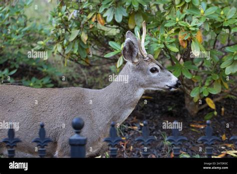 A young male blacktail deer, in Eugene, Oregon, USA Stock Photo - Alamy