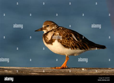 Juvenile Turnstone Hi Res Stock Photography And Images Alamy