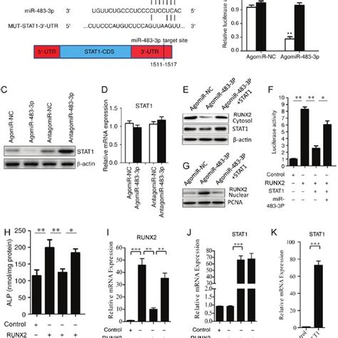 Mir 483 3p Promotes Osteogenic Differentiation Of Bmscs A Rt Qpcr