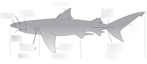 Shark Diagram Diagram | Quizlet