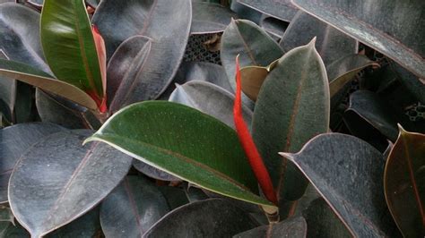 Fikusz Ficus sp gondozása teleltetése metszése szaporítása