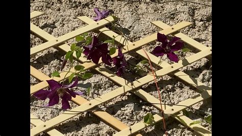 Ipomée Ipomoea volubilis et Clématite Clematis The Vagabond