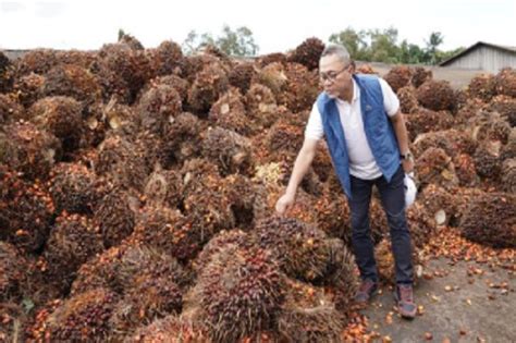 Kabar Baik Untuk Emak Minyak Goreng Murah Rp14 000 Liter Bakal