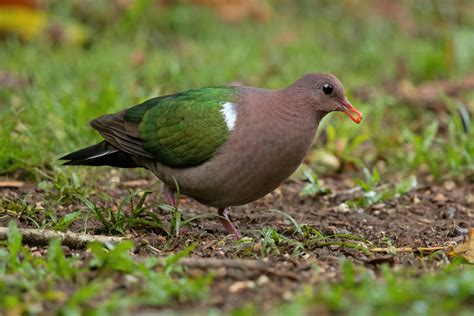 State Bird of Tamil Nadu | Emerald dove | Symbol Hunt