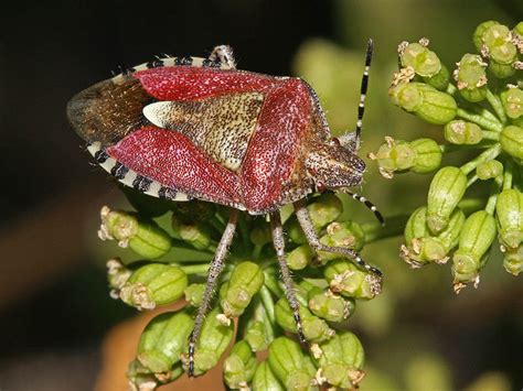 Dolycoris Baccarum