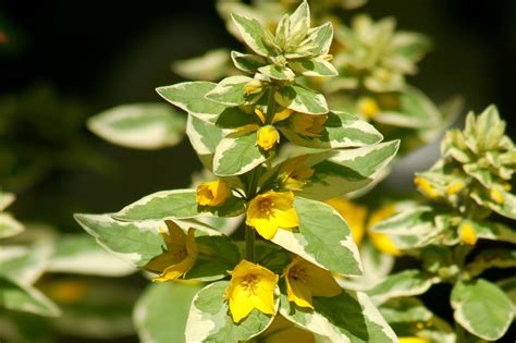 Variegated Lysimachia: Yellow Flowers, Pink Leaves