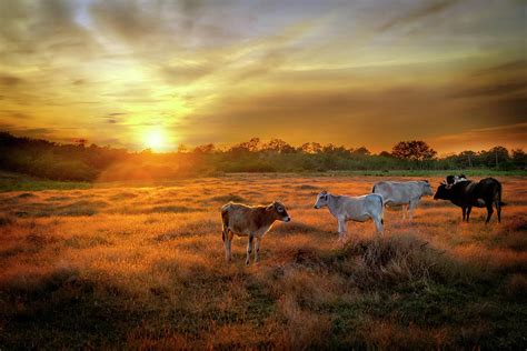 Farming In Cuba At Sunset Photograph By Kathryn Mcbride Fine Art America