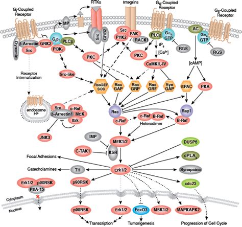 Mapk Signaling Resources Cell Signaling Technology