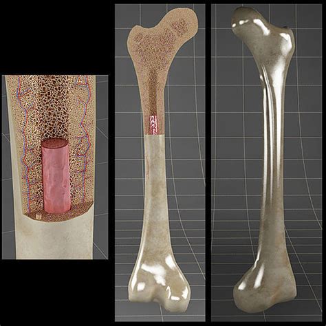 Anatomy Bone Femoral 3D Model CGTrader