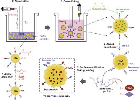 Albumin Based Nanoparticles A Promising Strategy To Overcome Cancer