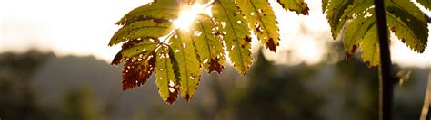 Wallpaper Sunlight Leaves Nature Branch Green Yellow Dual