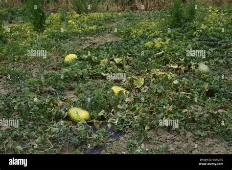 The Bed Of Melons And Watermelons In The Garden Growing Melons Stock