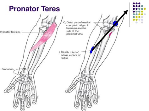 PPT The Elbow And Radioulnar Joints PowerPoint Presentation Free