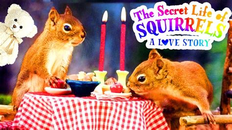 The Secret Life Of Squirrels A Love Story By Nancy Rose Storytime