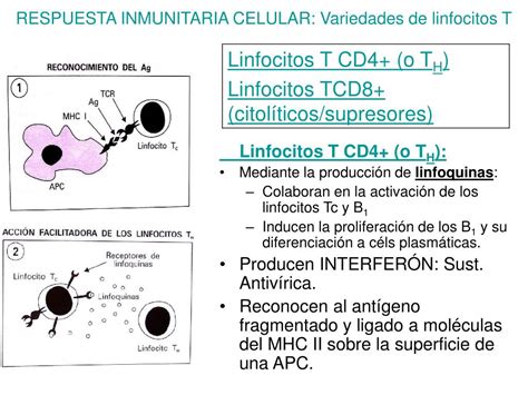 Ppt 48 La R Espuesta Inmunitaria Powerpoint Presentation Free