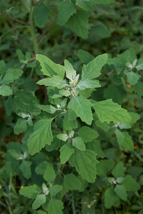 Are Lambsquarters Edible: Learn About Eating Lambsquarters Leaves