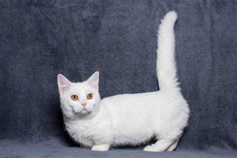 White Breeds of Cat With Pictures - Cat-World