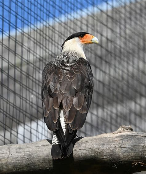 Vogel Gefieder Oranger Schnabel Kostenloses Foto Auf Pixabay Pixabay