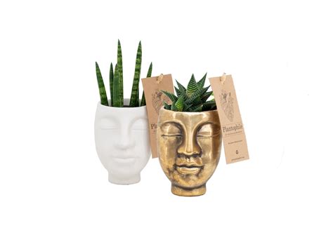Small Succulent Face Planter Buy Succulent Face Planters