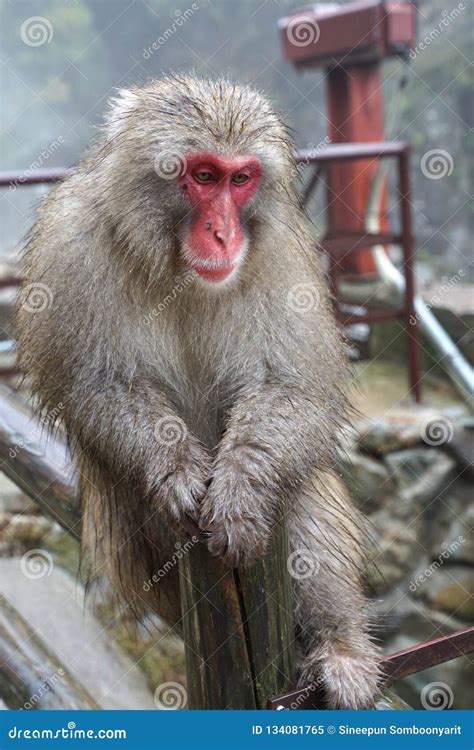 Red Face Wild Monkey At Jigokudani Monkey Park In Yamanouchi Nagano