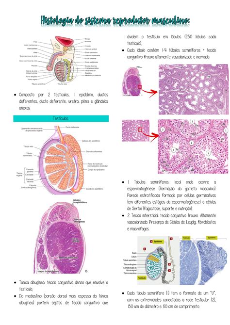 Resumo Histologia Do Sistema Reprodutor Masculino Composto Por