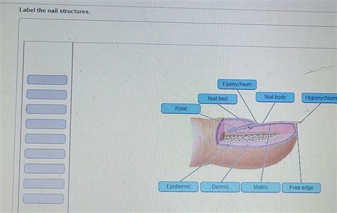 Solved Label The Nail Structures Eponychium Nail Bed Nail Chegg