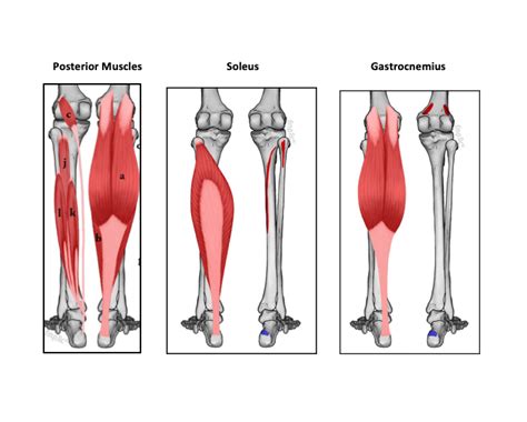 Calf Muscle Insertion