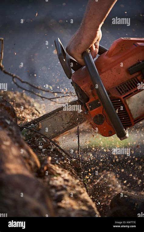 A Man Cutting Tree With Chainsaw Stock Photo Alamy