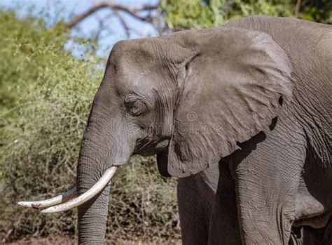 Male Elephant Walks Along A River Bank Stock Image Image Of Strong