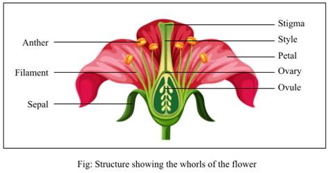 A typical angiosperm flower consists of four floral parts. Give the ...