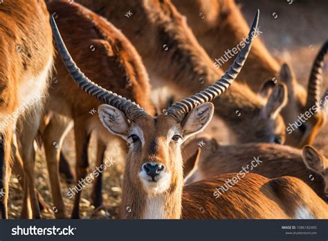 75 Male Kafue Lechwe Images Stock Photos And Vectors Shutterstock