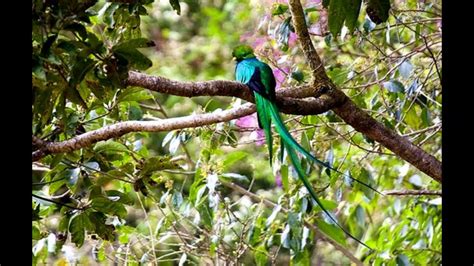 Resplendent Quetzal Amazing Facts Animal Planet Facts Youtube