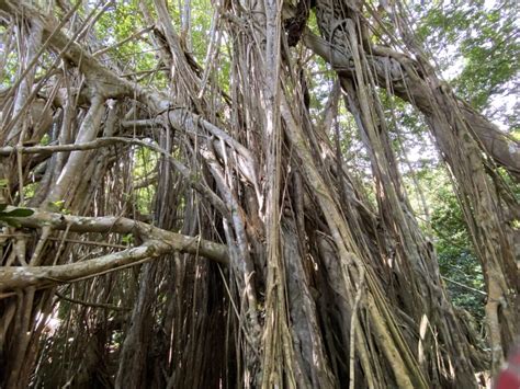 Why don’t you trek untouched forest and beaches in Hahajima island of Ogasawara? - TOKYO travel TIPS