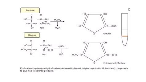 Qualitative Analysis Of Carbohydrates Ppt