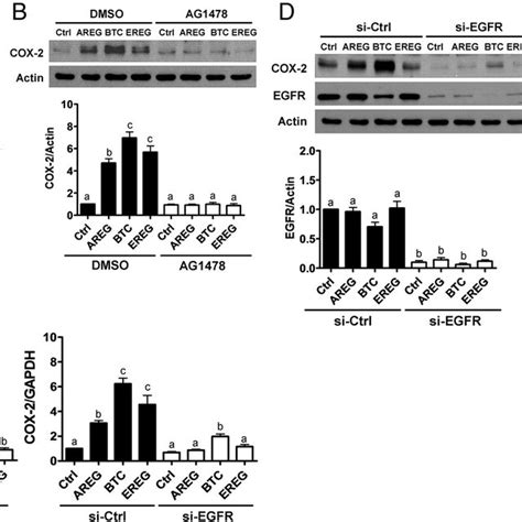 EGFR Is Required For AREG BTC And EREG Induced Upregulation Of