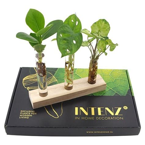 Piardino Zimmerpflanzen Set Clusia Monstera Syngonium Bauhaus