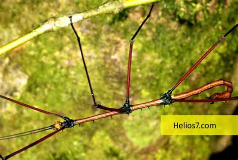 The Longest Insect In The World Lives In China