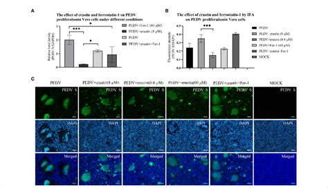 Effects Of Erastin And Fer On Vero Cells Infected By Pedv A