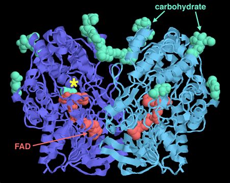 Virtuelle Nano Welten PDB Molecule Of The Month 77 Glucose Oxidase