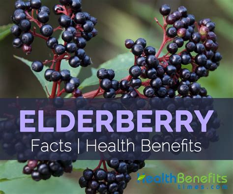 Elderberry Facts Health Benefits And Nutritional Value