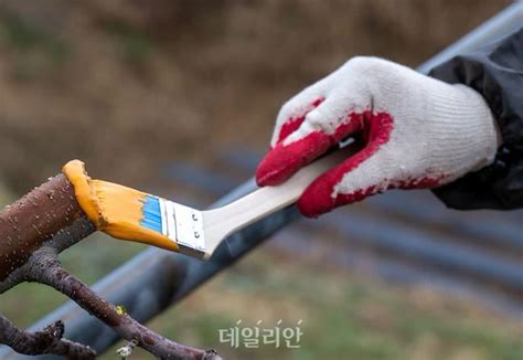 충주・천안에서 과수화상병 올 첫 발생위기 단계 ‘주의로 격상